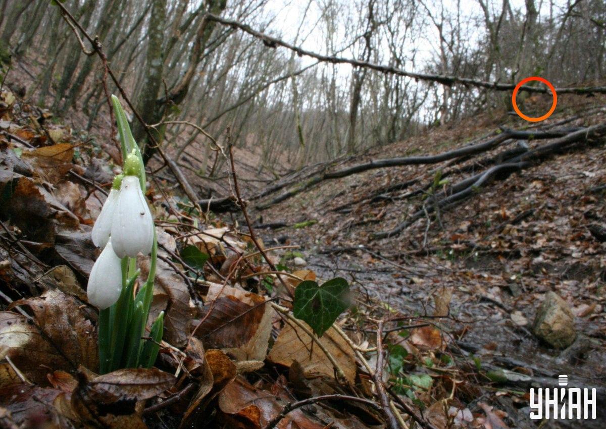 Liška se nacházela nedaleko levého horního rohu obrázku / koláže z fotografie Myu