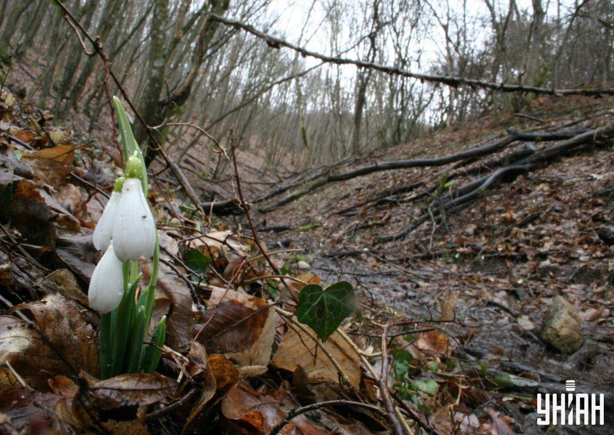 Najdi lišku v lese za 9 sekund / koláž s fotografií My